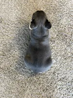 Mocha , a female French Bulldog for sale in Bakersfield, CA – 3 of 4