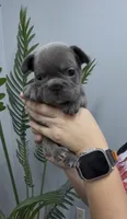 Stacy, a female French Bulldog for sale in Bakersfield, CA – 4 of 5