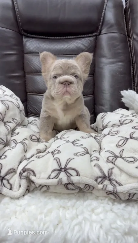 Big rope new shade isabella – French Bulldog puppy for sale in Bakersfield, CA