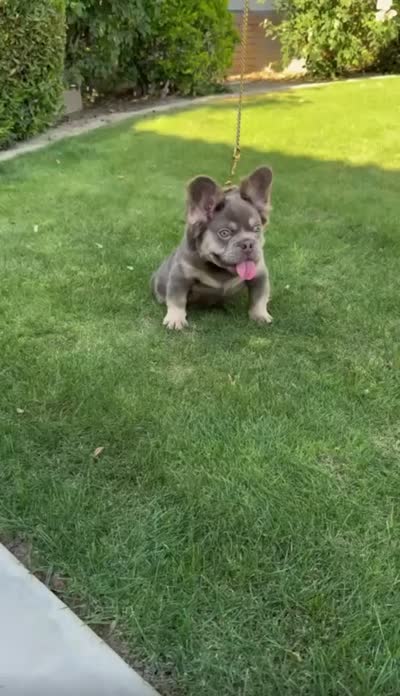 Bentley, a male French Bulldog for sale in Bakersfield, CA – 5 of 5