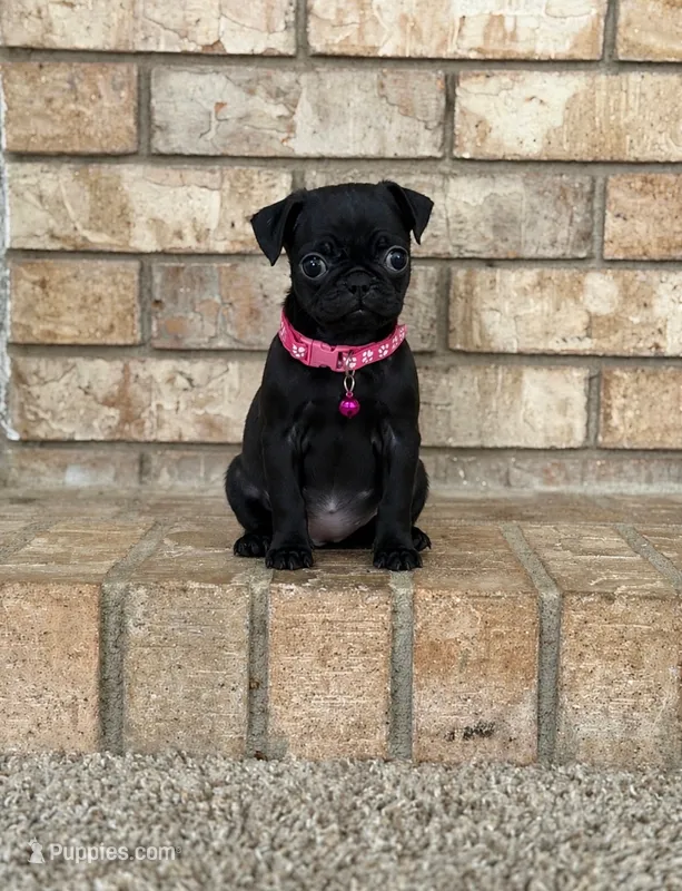 Lyla – Pug puppy for sale in Bakersfield, CA