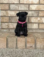 Lyla, a female Pug for sale in Bakersfield, CA – 1 of 5
