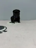 Bear, a male French Bulldog for sale in Bakersfield, CA – 2 of 3