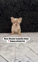 Fluffy new shade Isabella, a male French Bulldog for sale in Bakersfield, CA – 3 of 4