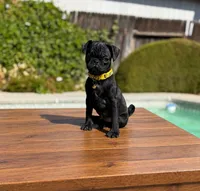Kobe, a male Pug for sale in Bakersfield, CA – 2 of 2