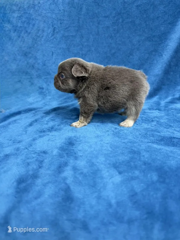 Fluffy Isabella Male