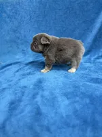 Fluffy Isabella Male, a male French Bulldog for sale in Bakersfield, CA – Photo 1 of 4