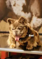 Fluffy Isabella Male, a male French Bulldog for sale in Bakersfield, CA – Photo 4 of 4