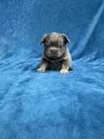 Fluffy Isabella Male, a male French Bulldog for sale in Bakersfield, CA – Photo 2 of 4