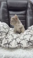 Fluffy New shade Isabella , a male French Bulldog for sale in Bakersfield, CA – 4 of 5