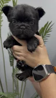 Bear, a male French Bulldog for sale in Bakersfield, CA – 1 of 5