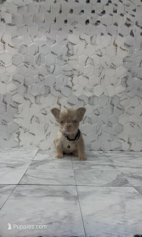 Lucky  – French Bulldog puppy for sale in Bakersfield, CA