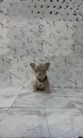 Lucky , a male French Bulldog for sale in Bakersfield, CA – 1 of 2