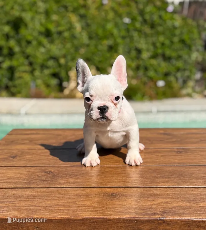 Rosie – French Bulldog puppy for sale in Bakersfield, CA