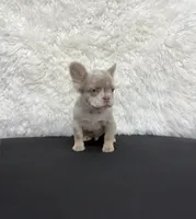 New Shade Isabella Merle , a male French Bulldog for sale in Bakersfield, CA – 2 of 3