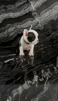 Lucky, a male French Bulldog for sale in Bakersfield, CA – 2 of 6