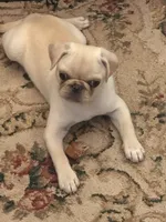 Johnny , a male Pug for sale in Cedar Rapids, IA – 6 of 10