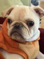 Johnny , a male Pug for sale in Cedar Rapids, IA – 2 of 10