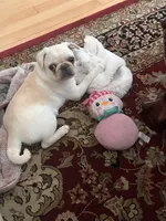 Johnny , a male Pug for sale in Cedar Rapids, IA – 10 of 10