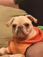Johnny , a male Pug for sale in Cedar Rapids, IA – 7 of 10