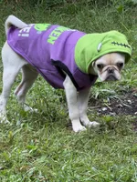 Johnny , a male Pug for sale in Cedar Rapids, IA – 4 of 10
