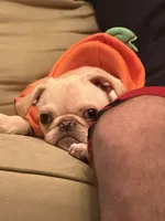 Johnny , a male Pug for sale in Cedar Rapids, IA – 5 of 10