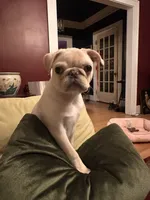 Johnny , a male Pug for sale in Cedar Rapids, IA – 3 of 10