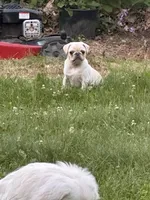 Johnny , a male Pug for sale in Cedar Rapids, IA – 9 of 10