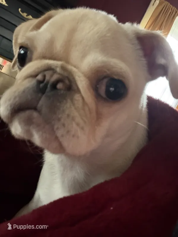 Johnny  – Pug puppy for sale in Cedar Rapids, IA