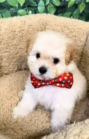 Maltipoo puppies, a male Maltipoo for sale in Elk Grove, CA – 3 of 4