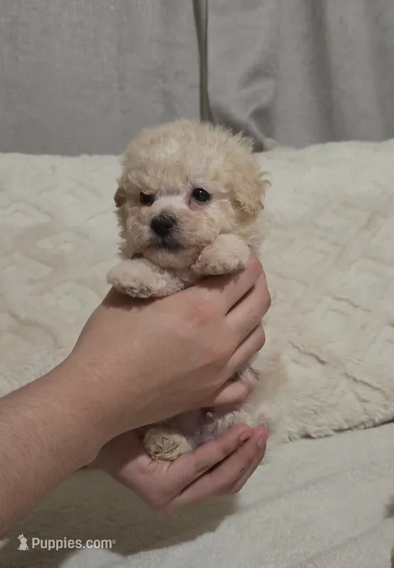 Snowball – Maltipoo puppy for sale in Elk Grove, CA
