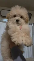 Maltipoo puppies, a male Maltipoo for sale in Elk Grove, CA – 4 of 4
