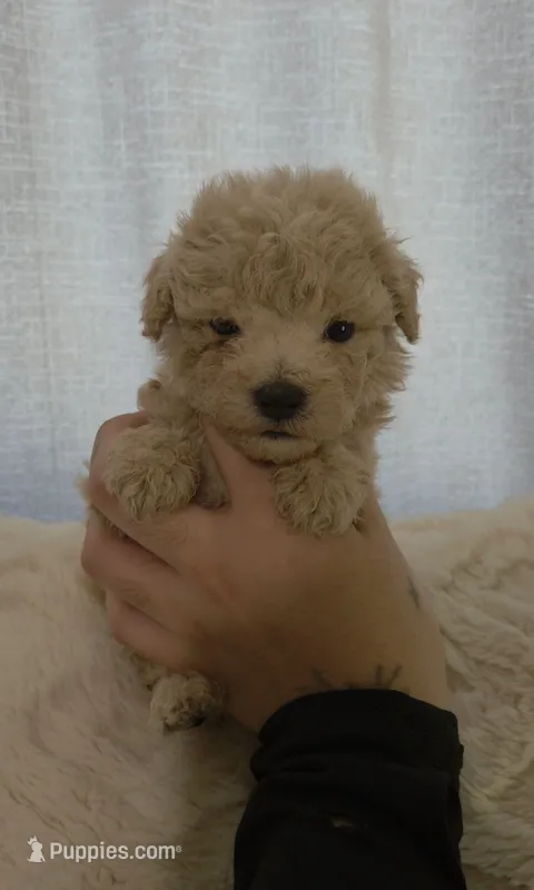 Maltipoo puppies – Maltipoo puppy for sale in Elk Grove, CA