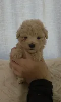 Maltipoo puppies, a male Maltipoo for sale in Elk Grove, CA – 1 of 4