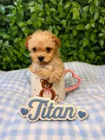 Maltipoo puppies, a male Maltipoo for sale in Elk Grove, CA – 2 of 4