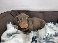 Penny, a female Dachshund for sale in Norwood, MO – Photo 2 of 10