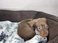 Penny, a female Dachshund for sale in Norwood, MO – Photo 8 of 10