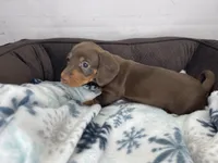 Penny, a female Dachshund for sale in Norwood, MO – Photo 9 of 10