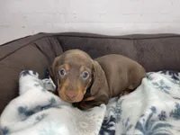 Penny, a female Dachshund for sale in Norwood, MO – Photo 4 of 10