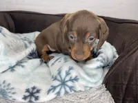 Penny, a female Dachshund for sale in Norwood, MO – Photo 10 of 10