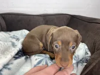 Penny, a female Dachshund for sale in Norwood, MO – Photo 7 of 10