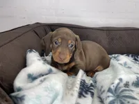 Penny, a female Dachshund for sale in Norwood, MO – Photo 6 of 10
