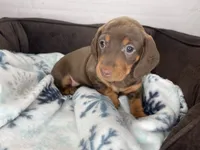 Penny, a female Dachshund for sale in Norwood, MO – Photo 1 of 10