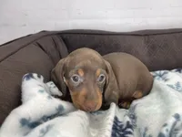 Penny, a female Dachshund for sale in Norwood, MO – Photo 5 of 10