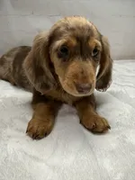 Optimus, a male Dachshund for sale in Norwood, MO – Photo 8 of 10