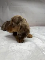 Optimus, a male Dachshund for sale in Norwood, MO – Photo 4 of 10