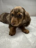 Optimus, a male Dachshund for sale in Norwood, MO – Photo 7 of 10