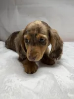 Optimus, a male Dachshund for sale in Norwood, MO – Photo 6 of 10