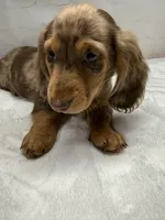 Optimus, a male Dachshund for sale in Norwood, MO – Photo 9 of 10