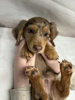 Optimus, a male Dachshund for sale in Norwood, MO – Photo 10 of 10